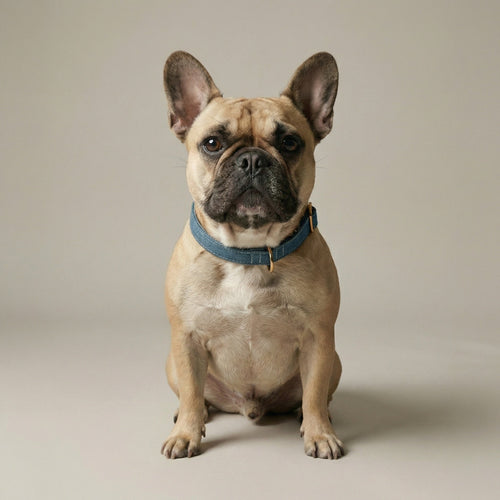 Beige French Bulldog wearing a blue denim collar on a beige background
