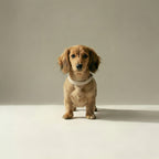 Small dog wearing a beige collar on a plain background