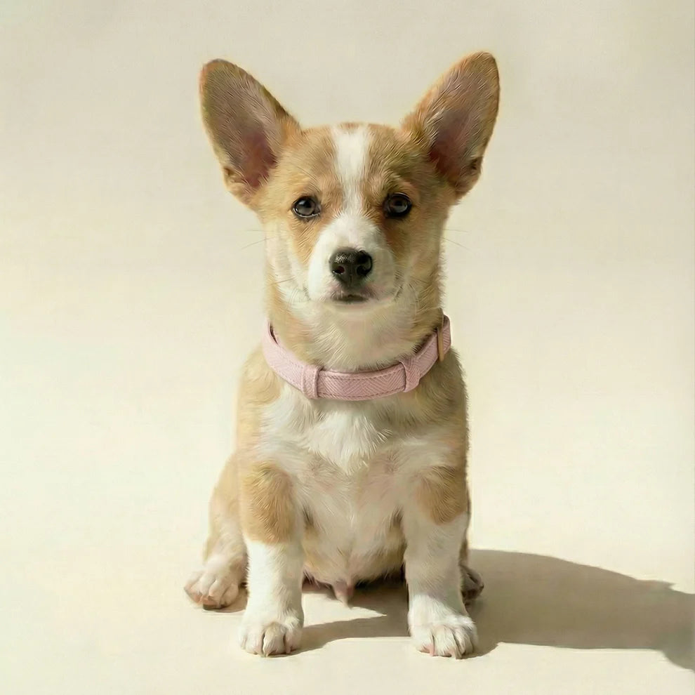 Dog wearing a pink collar on a beige background