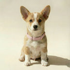 Dog wearing a pink collar on a beige background