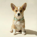 Corgi puppy wearing a light green collar on a beige background