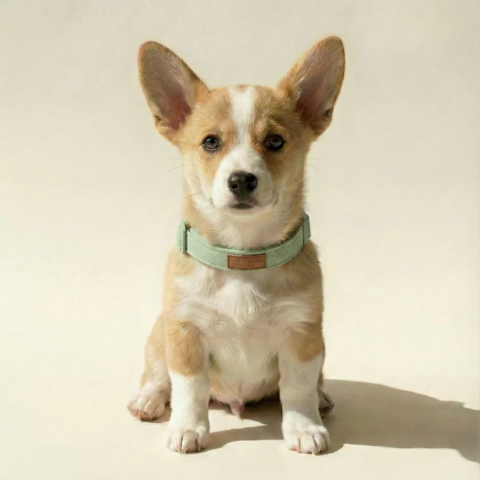Corgi puppy wearing a light green collar on a beige background
