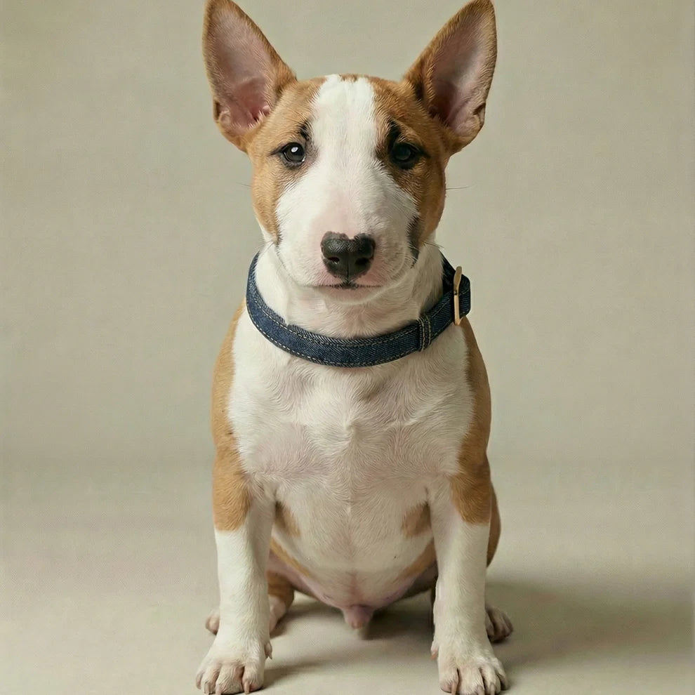 Brown and white dog with a blue collar on a beige background
