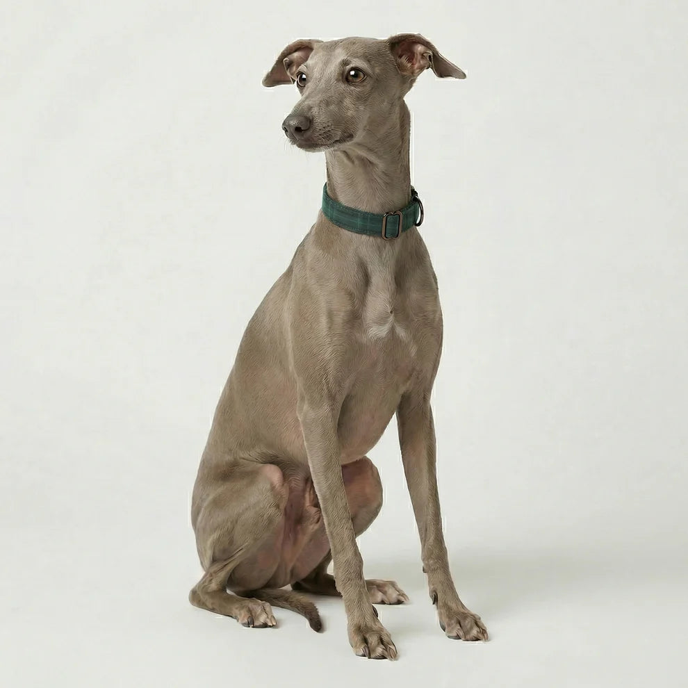 Gray dog wearing a green collar on a white background