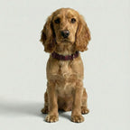 Brown dog wearing a purple collar on a light gray background