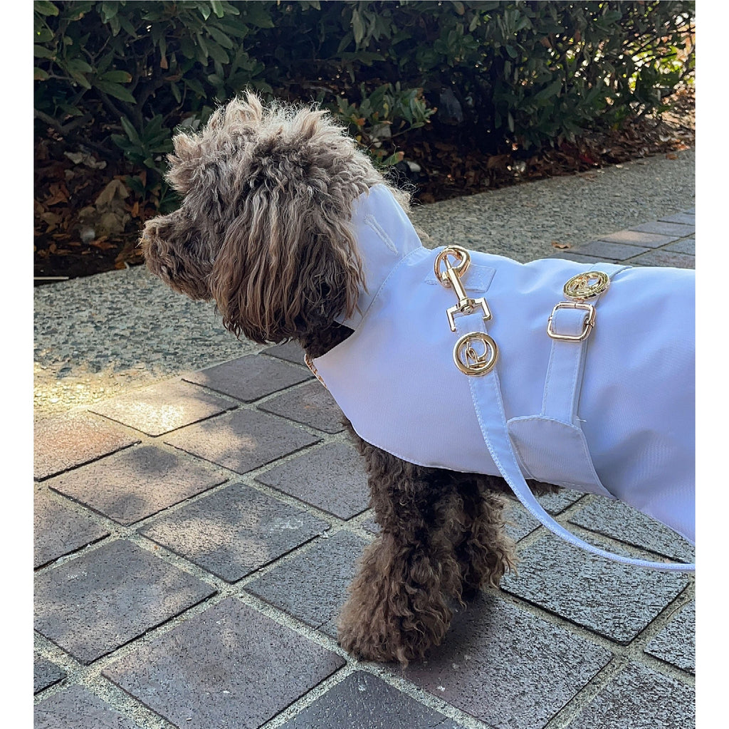 Dog wearing a white raincoat with gold accents on a paved walkway.