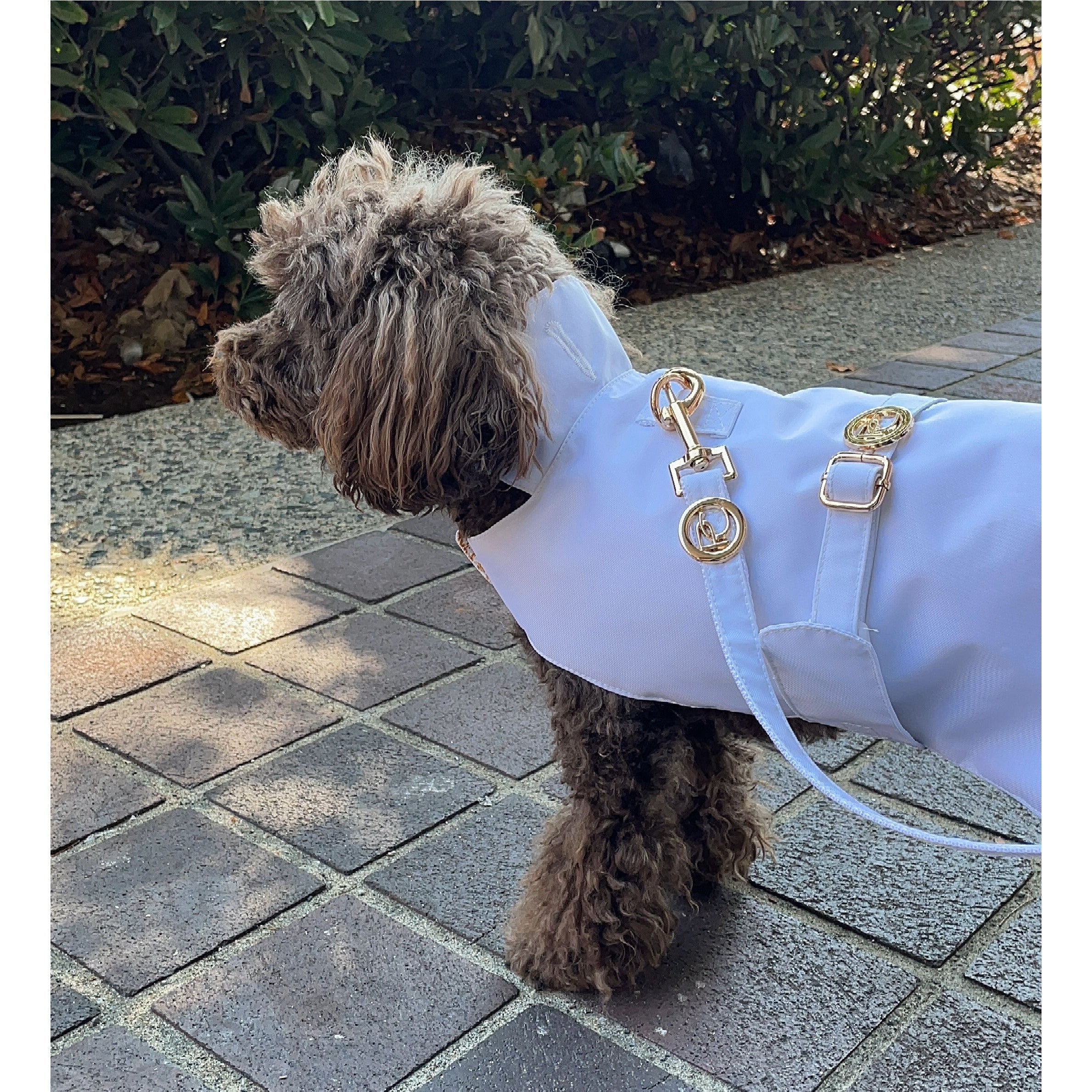 Dog wearing a white raincoat with gold accents on a paved walkway.