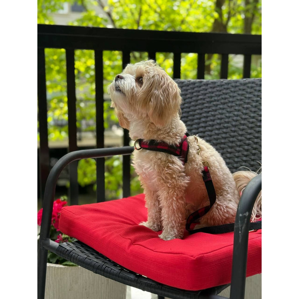 Small dog sitting on a red cushioned chair outdoors with greenery in the background