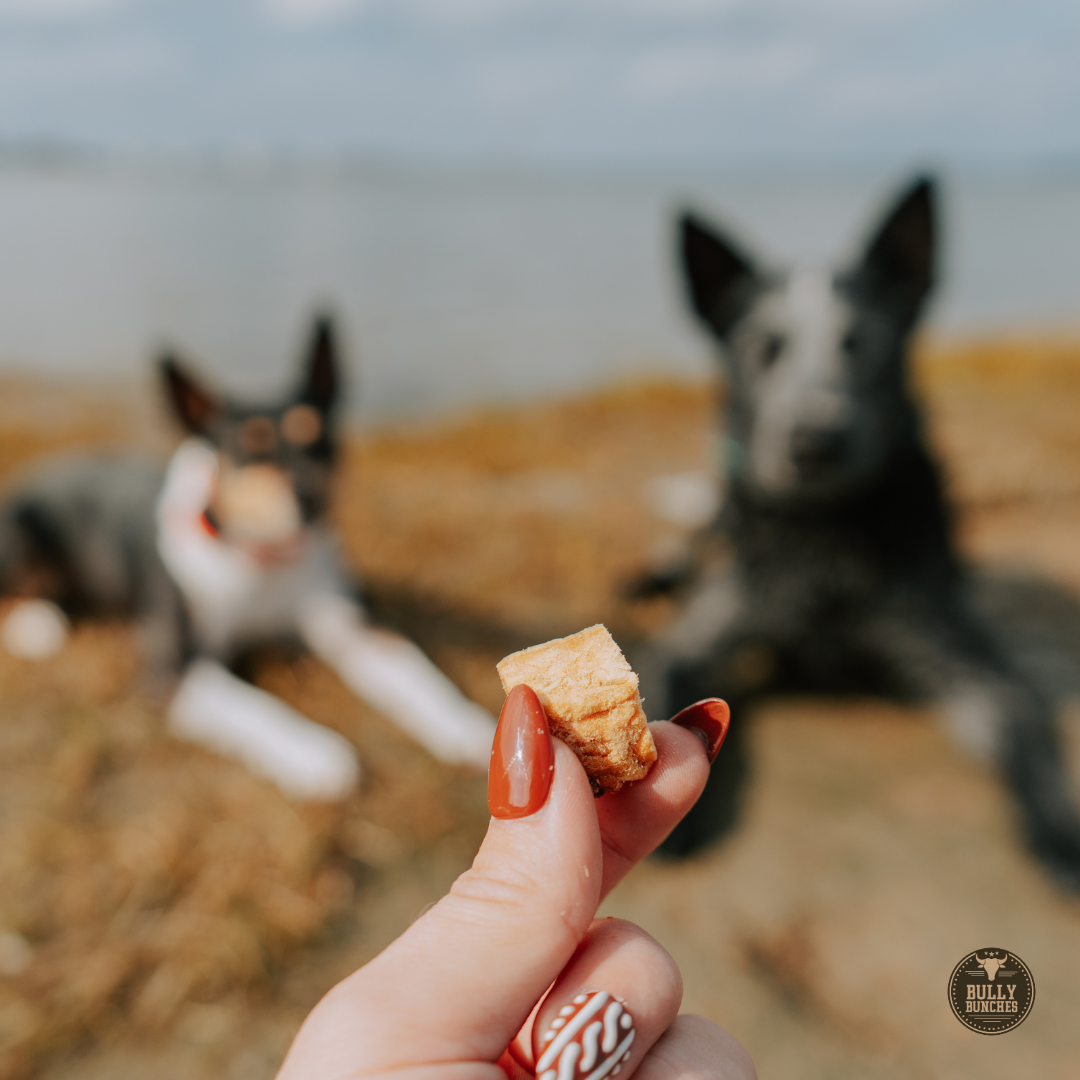 A hand with orange nail polish holds a small dog treat in the foreground, with two dogs blurred in the background on a sandy beach. A circular 'Billy's Burgers' logo is visible in the bottom right corner.