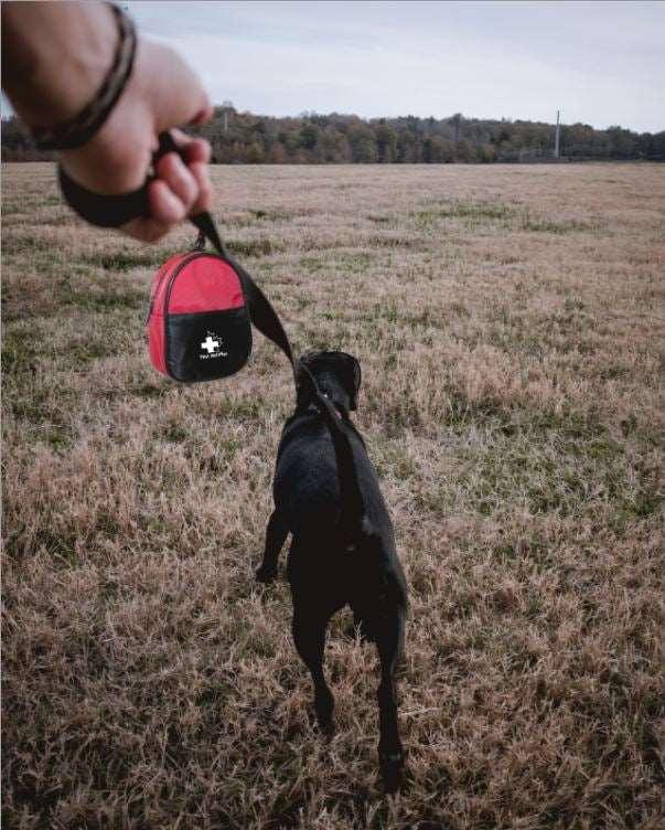 Dog playing with a red first aid kit in an open field
