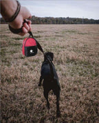 Dog playing with a red first aid kit in an open field