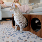 Cat standing on a floral rug next to a wooden cat house with people in the background.