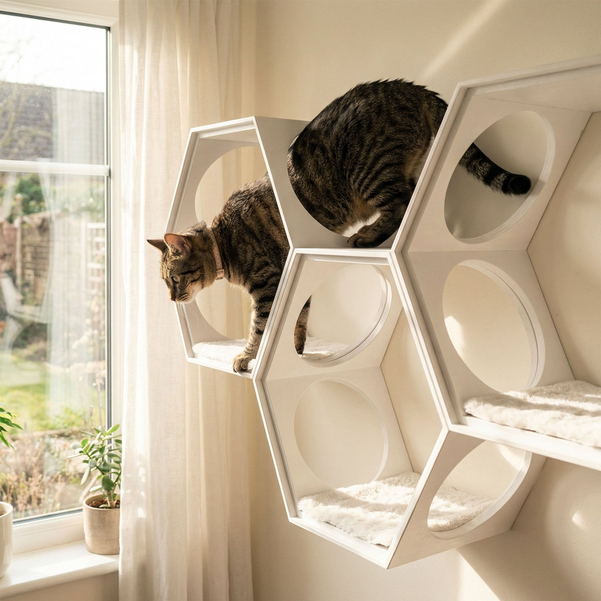 a cat on a modern hexagonal cat shelf by a window