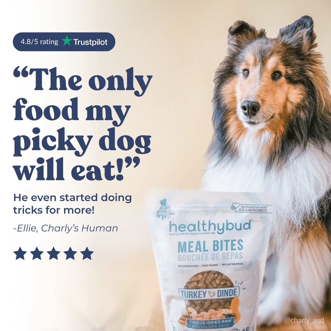 testimonial about dog food with a dog on a beige background