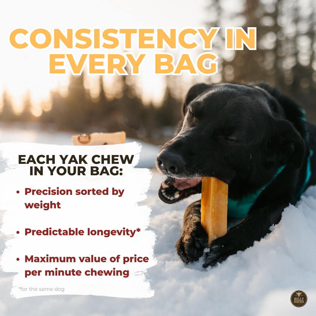 Dog chewing on a Yak Chew in the snow with promotional text about product consistency.