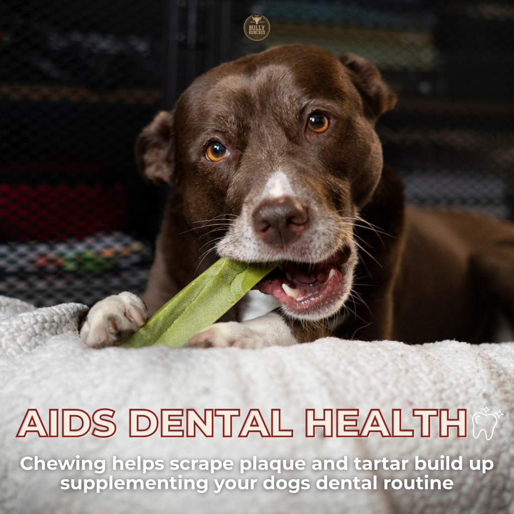 Dog chewing on a green treat with text about dental health.